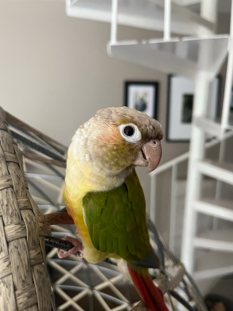 Meet Chico, My Green Cheek Pineapple Conure